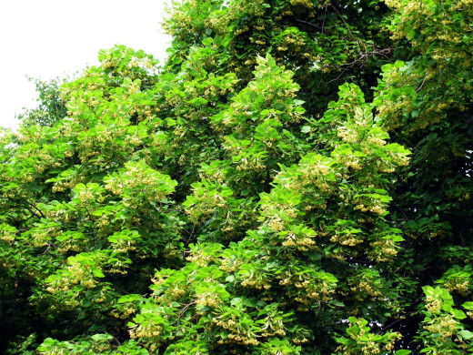 1037685 (a): :1920x1440